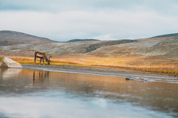 Arctic mountains reindeer antlers seasons  © EIVIND