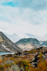 Arctic mountains reindeer antlers seasons 