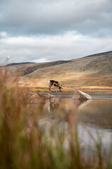 Arctic mountains reindeer antlers seasons  © EIVIND