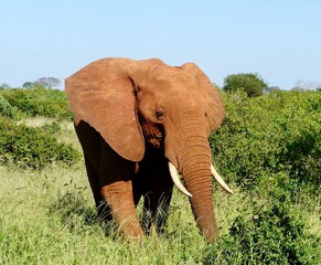 Fototapeta na wymiar Red Elephant in Tsavo National Park, Kenya