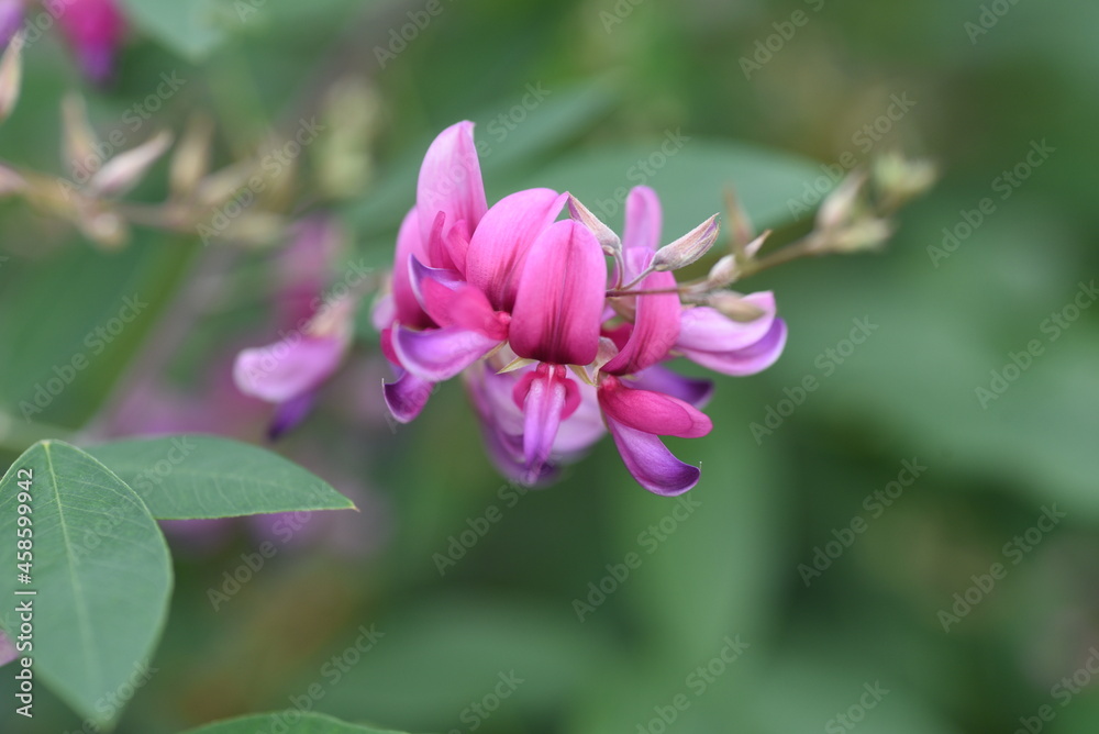 Poster japanese bush clover flowers. japanese bush clover has beautiful magenta flowers on its supple branc