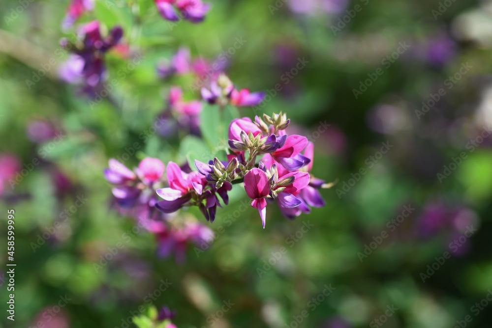 Sticker japanese bush clover flowers. japanese bush clover has beautiful magenta flowers on its supple branc