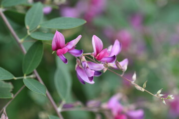 Fototapeta na wymiar Japanese bush clover flowers. Japanese bush clover has beautiful magenta flowers on its supple branches from summer to autumn. 