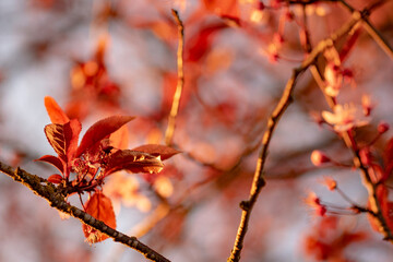 red autumn leaves