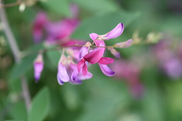 Fototapeta na wymiar Japanese bush clover flowers. Japanese bush clover has beautiful magenta flowers on its supple branches from summer to autumn. 