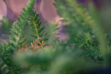 fern leaves in the forest