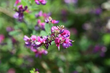 Obraz premium Japanese bush clover flowers. Japanese bush clover has beautiful magenta flowers on its supple branches from summer to autumn. 