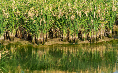 Rice field and water reflection close to harvest