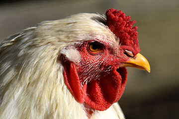 Nahaufnahme eines Huhn