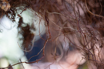 Close up root landscape with textures