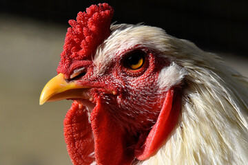 Nahaufnahme eines Huhn