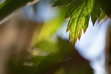 close up of green leaves