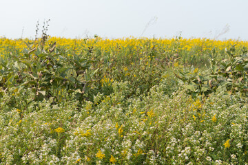 Native prairie plants in early fall; yellow and white wild flowers - obrazy, fototapety, plakaty
