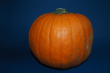 orange round pumpkin on a dark blue background. side view