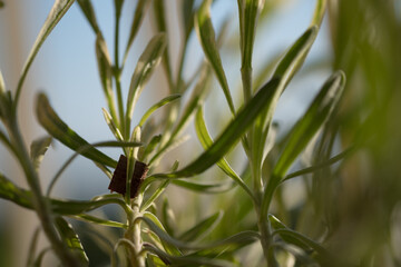 grass of the sky