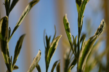 grass and sky