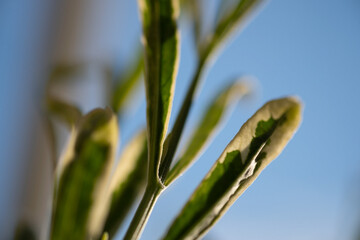 grass against sky