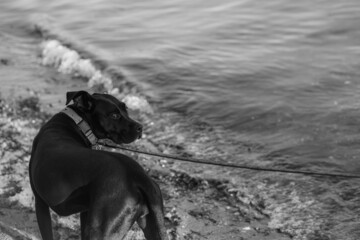 dog on the beach