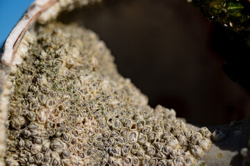 close up of barnacles on shell
