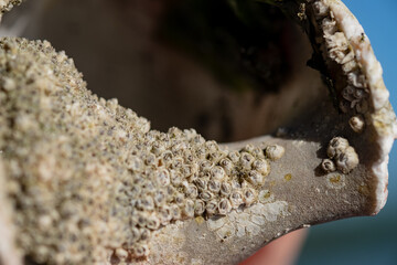 close up of barnacles on shell