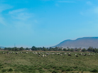Fototapeta premium Cielo y Pastizal 