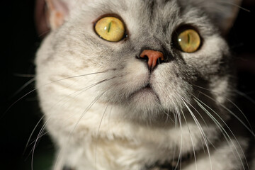 close up portrait of a cat