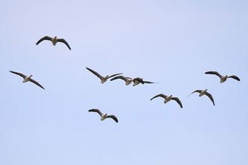 Flock of greylag geese in flight (Anser anser)