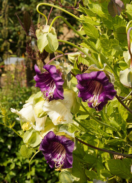 Cobaea scandens 'Violet Blue Bells' et 'Alba' | Cobée grimpante à fleurs violette et blanc crème, solitaires en forme de cloche, corolle évasée dans un feuillage penné et vrillé sur à tiges volubiles