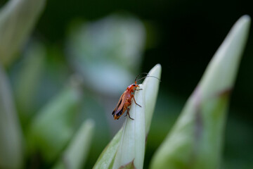 bug on a green leaf