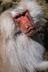 Portrait of Male Hamadryas Baboon (Papio hamadryas)