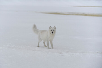 Happy arctic fox in winter tundra. Funny arctic fox.