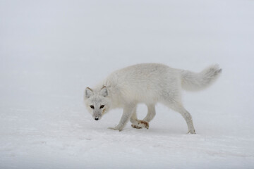 Arctic fox in winter time in Siberian tundra