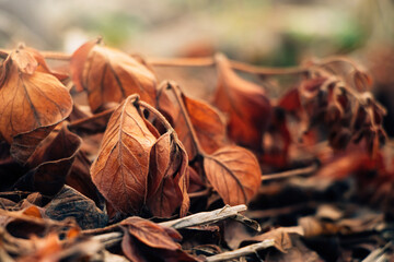 Background from autumn leaves. First frosts. Dry leaves in hoarfrost in early morning. Poster for interior.