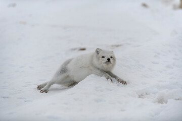 Naklejka premium Young arctic fox in winter tundra. Grey arctic fox puppy.
