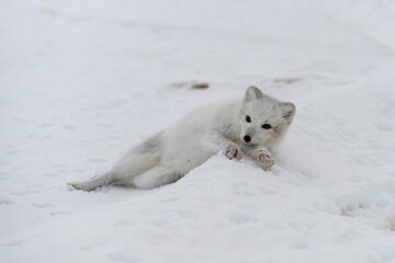 Obraz na płótnie Canvas Young arctic fox in winter tundra. Grey arctic fox puppy.