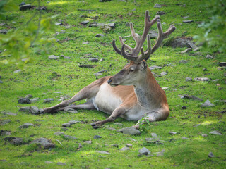 Dam deer with bucket antlers on a meadow