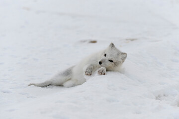 Obraz na płótnie Canvas Young arctic fox in winter tundra. Grey arctic fox puppy.
