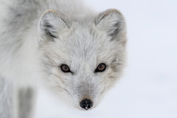 Wild arctic fox head. Arctic fox close up.