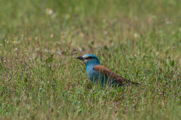 European Roller (Coracias garrulus) perched on garden grasses