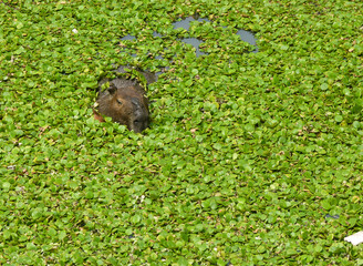 Capybara in the river covered by green water plants