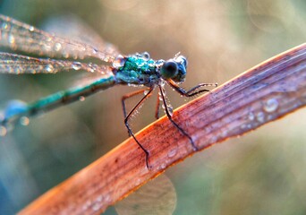 dragonfly on a leaf
