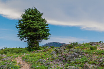 Fototapeta na wymiar Lone tree greets passing hikers at the Hidden Valley Trail in the Valles Caldera