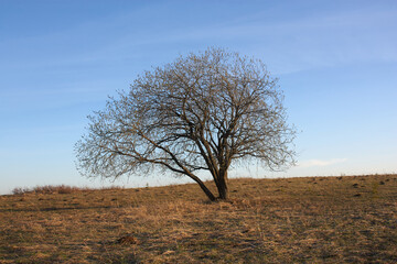 Lonely tree in the steppe