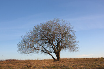 Lonely tree in the steppe
