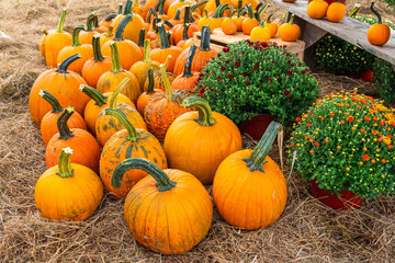 Heap of orange pumpkins stacked on hay for sale