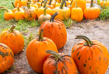 Village courtyard. Harvest pumpkins.