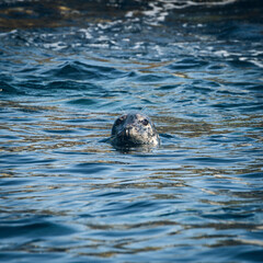 Seal in Sea at Northumberland