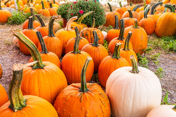 Freshly picked yellow and orange pumpkins in the fall of the Northern USA