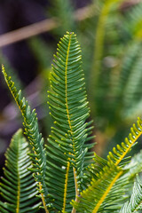 Fototapeta na wymiar Closeup to the ferns of the Chilean forest, Chiloe National Park, Chile