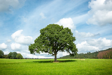 Fototapeta na wymiar Baum im Sommer auf der grünen Wiese
